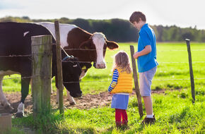 Colostrum dla dziecka jest pozyskiwane m.in. z siary bydlęcej