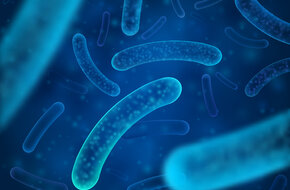 Pseudomonas aeruginosa (pałeczka ropy błękitnej)